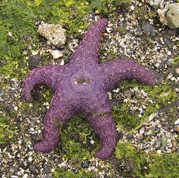 starfish_closeup