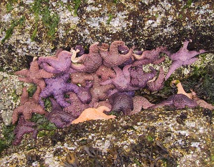 starfish_cluster